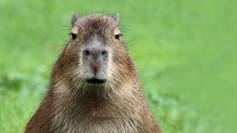 Capybara_PopCulture 