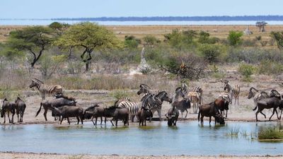 Clients can self-drive Etosha National Park, which features well-marked watering holes where animals congregate. // © 2015 Mindy Poder 2
