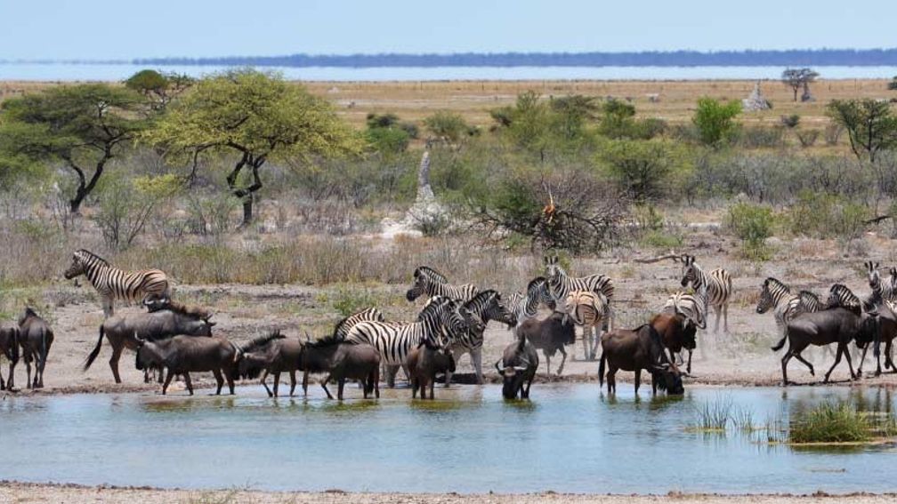 Clients can self-drive Etosha National Park, which features well-marked watering holes where animals congregate. // © 2015 Mindy Poder 2