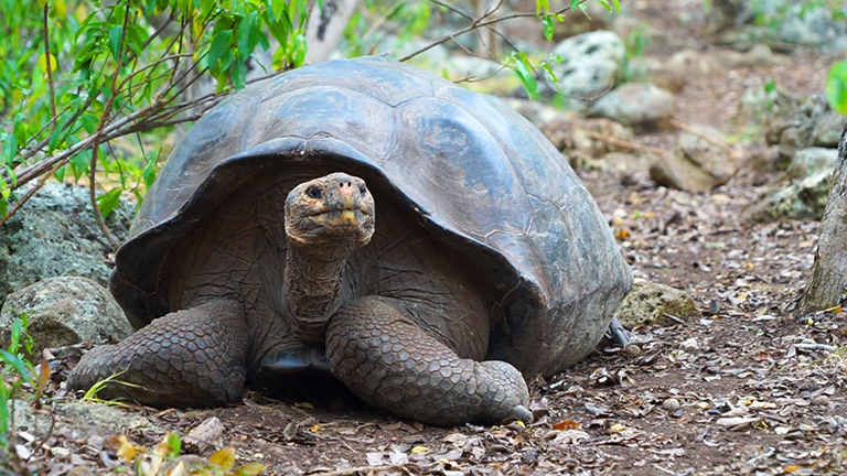 Exoticca guides help vacationers see Galapagos giant tortoises, some of which can live up to 170 years.