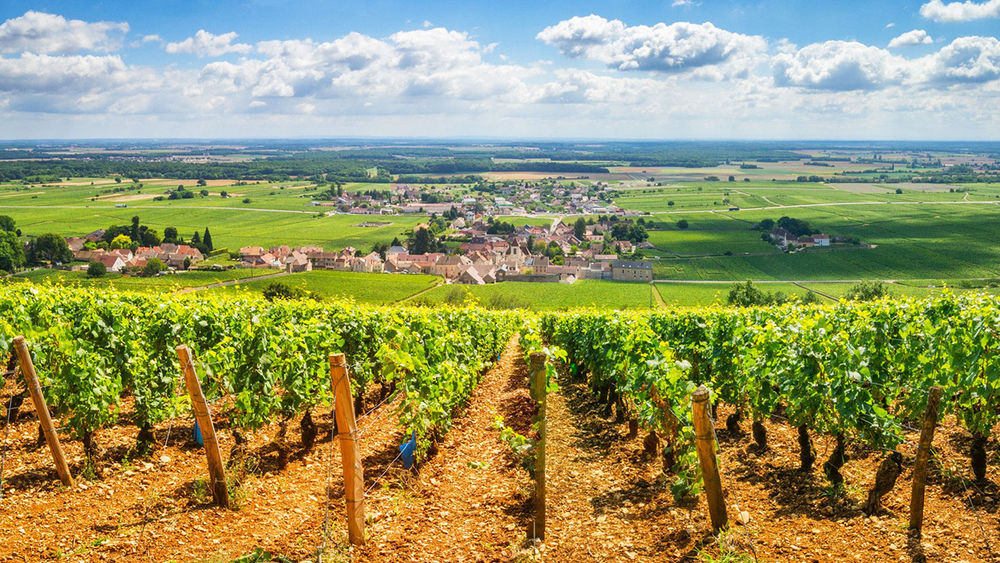 Advisors can enjoy food and wine experiences around Burgundy.