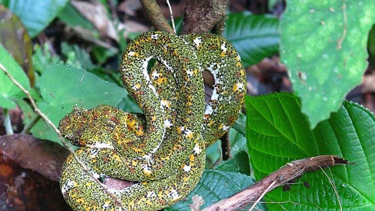Go on an “Arenal Hanging Bridges” tour, and you could see an eyelash pit viper (one of the most venomous of Costa Rica’s 140 species of snakes). // © 2017 Janice Mucalov