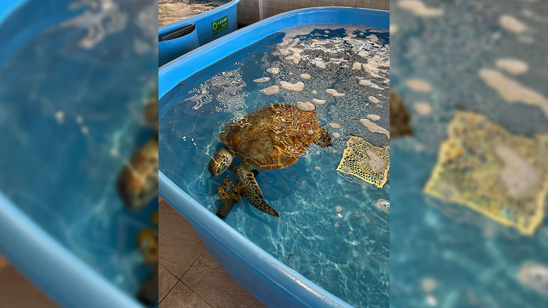 Guests who book the daily turtle feeding and other activities at the on-site Eco Center can visit recovering sea turtles.