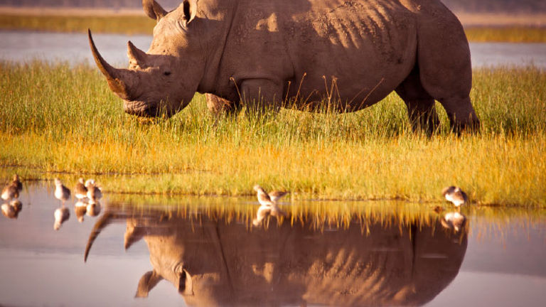 In Botswana, visitors can witness conservation in action with Abercrombie & Kent Philanthropy. // © 2017 Getty Images