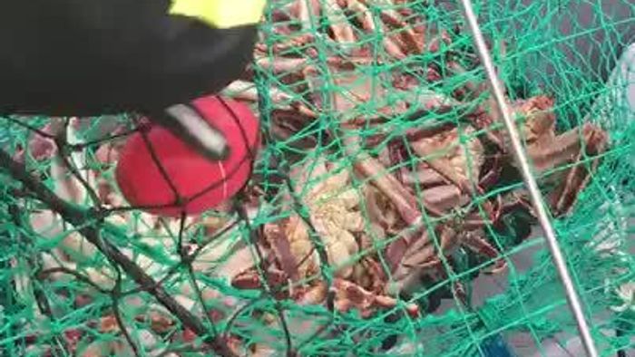 King Crab Safari in Norway