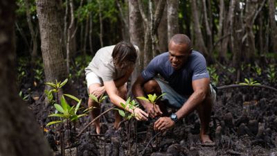Mangrove Fiji