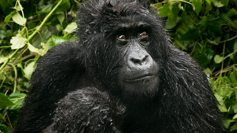 Mountain gorillas live in Volcanoes National Park.