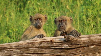 Guests on the Southern Africa Adventure with John Hall’s Alaska visit the Shamwari Game Reserve.