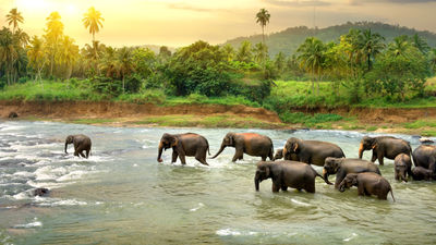 The first project will support Sri Lanka’s endangered aquatic habitats, improving water access for elephants among other benefits.