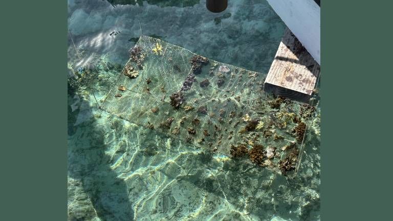 The resort’s coral preservation program is a must-try hands-on experience.