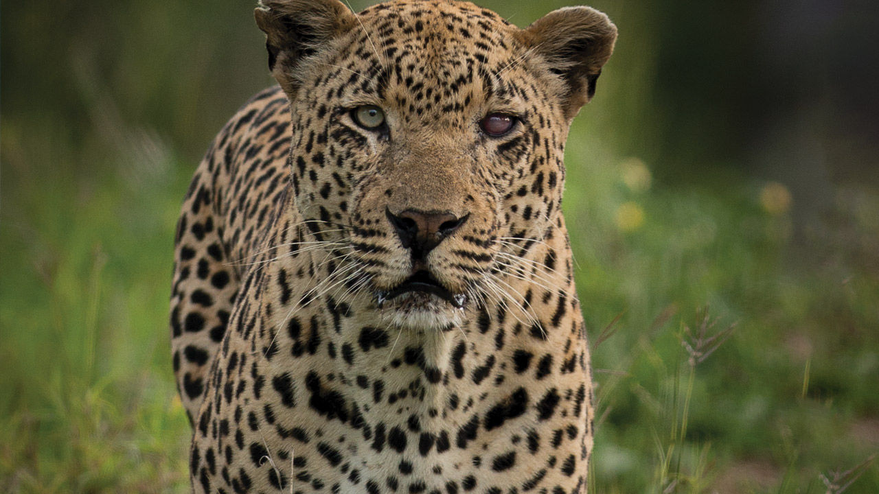 A leopard near MalaMala Game Reserve in South Africa
