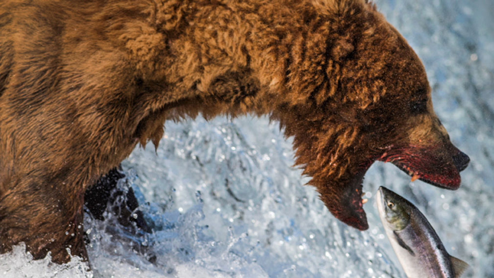Travel Bucket List: Seeing Brown Bears in Alaska