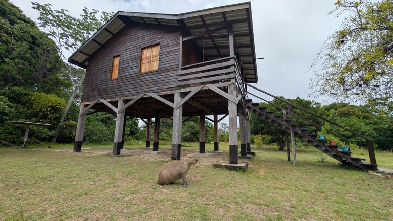 Travelers can enjoy swimming with capybaras at Wichabai Ranch, located in South Rupununi.