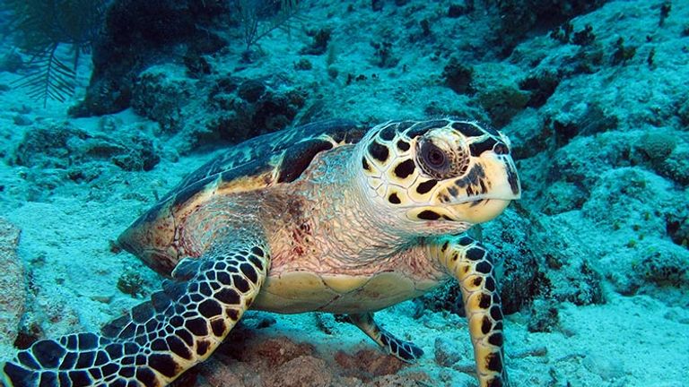 Turtles are often found during dives in the Cayman Islands.  // © 2016 Dan Orr