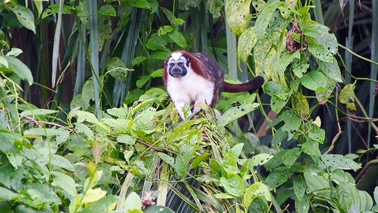 WestinPlayaBonita_PT_Tamarin2