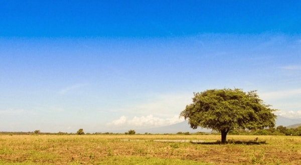 Padang Savana Bekol Baluran