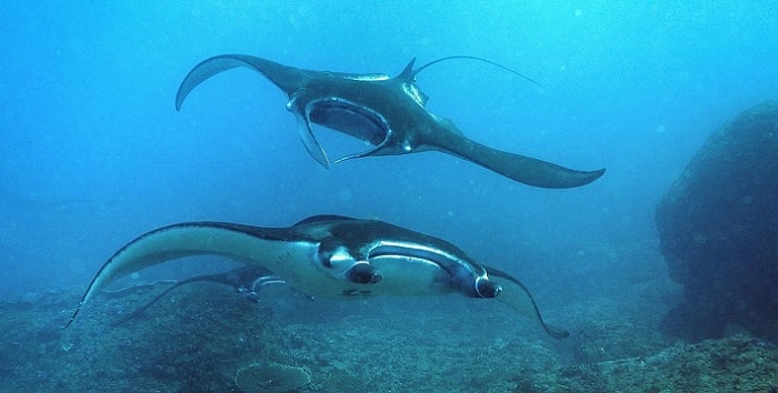 manta point komodo