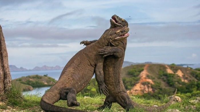 pulau komodo